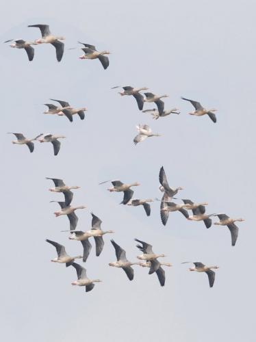 Migratory birds in pobitora wildlife sanctuary