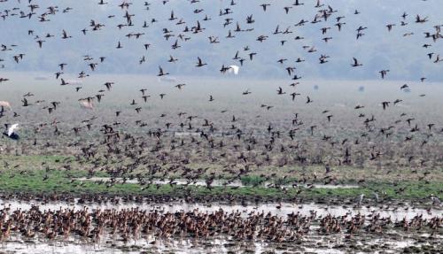 Migratory birds in pobitora wildlife sanctuary