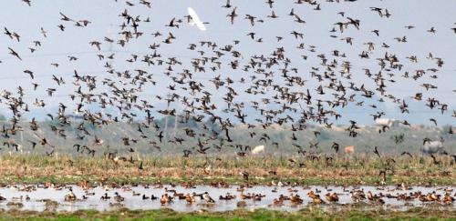 Migratory birds in pobitora wildlife sanctuary