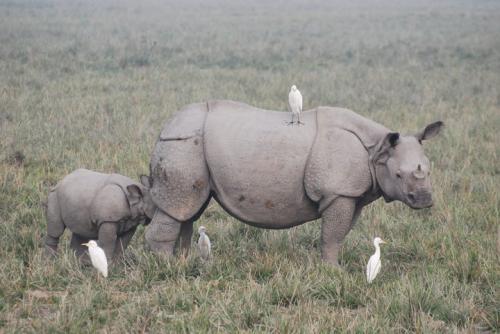 One horned rhinos in pobitora wildlife sanctuary assam