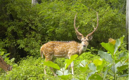 Deer in Kaziranga National Park