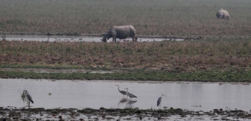 One horned rhinos in pobitora wildlife sanctuary assam