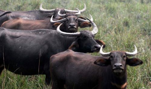 Wild buffaloes in pobitora wildlife sanctuary assam