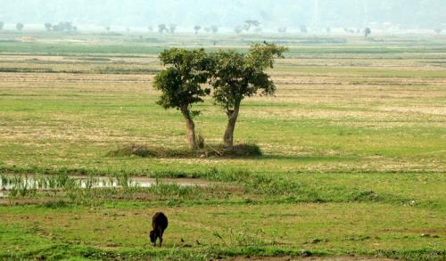 Pobitora wildlife sanctuary assam