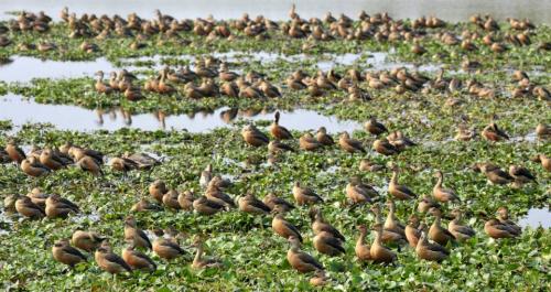 Migratory birds in pobitora wildlife sanctuary