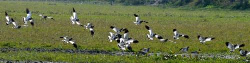 Migratory birds in pobitora wildlife sanctuary