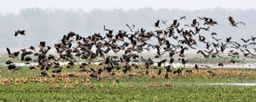 Migratory birds in pobitora wildlife sanctuary