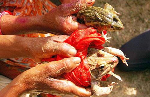 Bhekuli Biya Or Frog Weddings in Assam