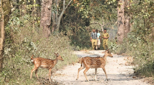 Dehing Patkai National Park
