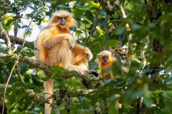 Raimona National Park