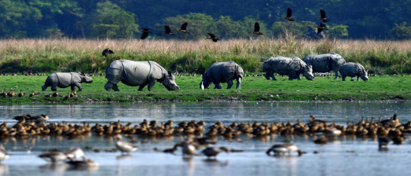 Pobitora Wildlife Sanctuary