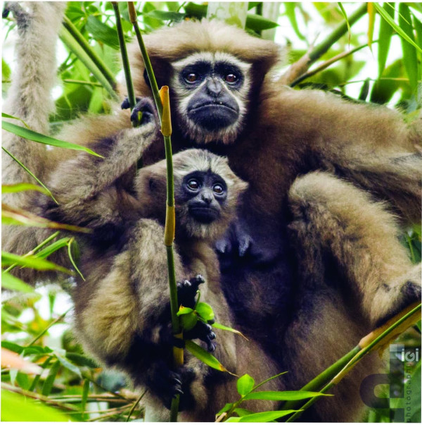 Hollongapar Gibbon Wildlife Sanctuary