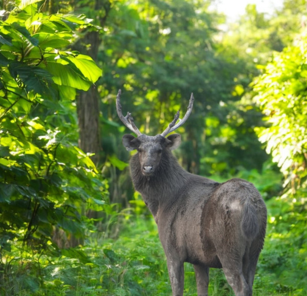 Nambor Wildlife Sanctuary