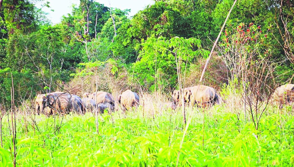 Sonai Rupai Wildlife Sanctuary