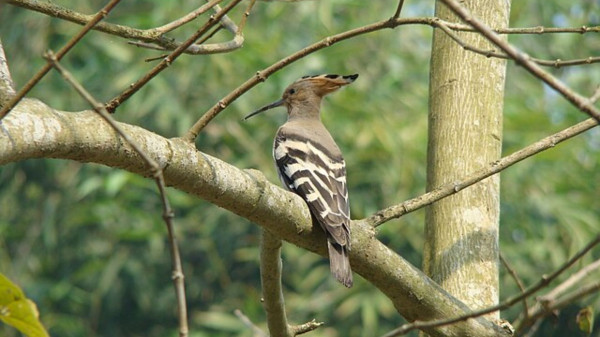 East Karbi Anglong Wildlife Sanctuary
