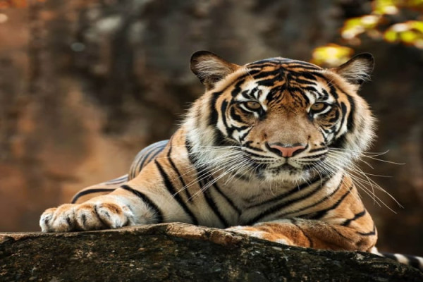 Marat Longri Wildlife Sanctuary