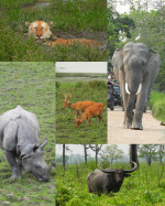 Kaziranga National Park