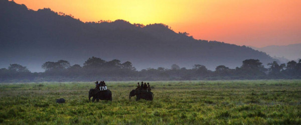 Elephant Safari at Kaziranga National Park