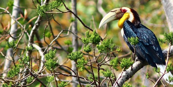 Birds at at Kaziranga National Park