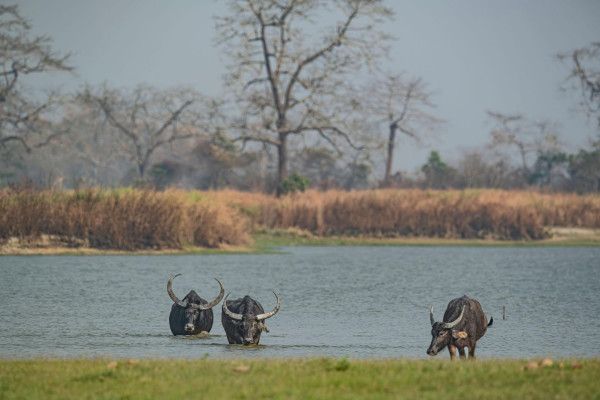 Animals at at Kaziranga National Park