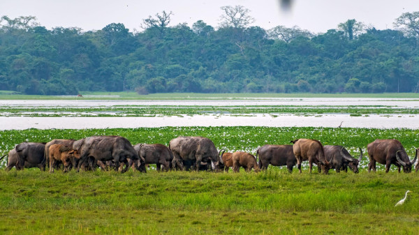 Animals at at Kaziranga National Park