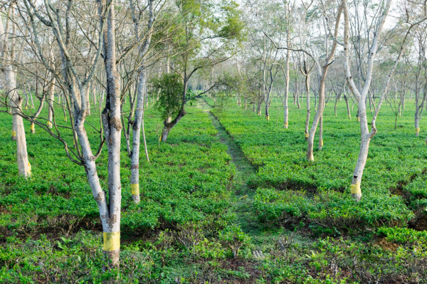 Tea Garden in Assam