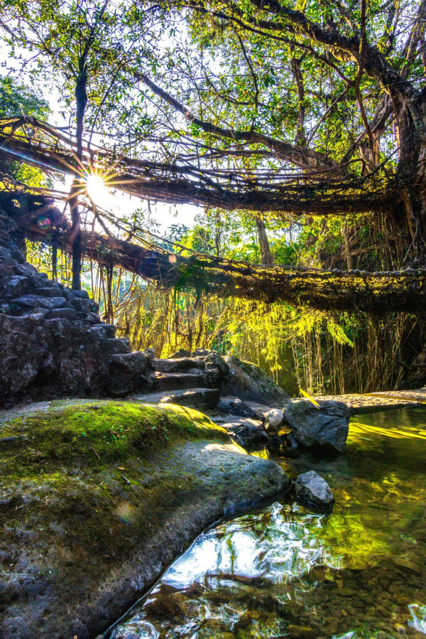Double Decker Living Root Bridge