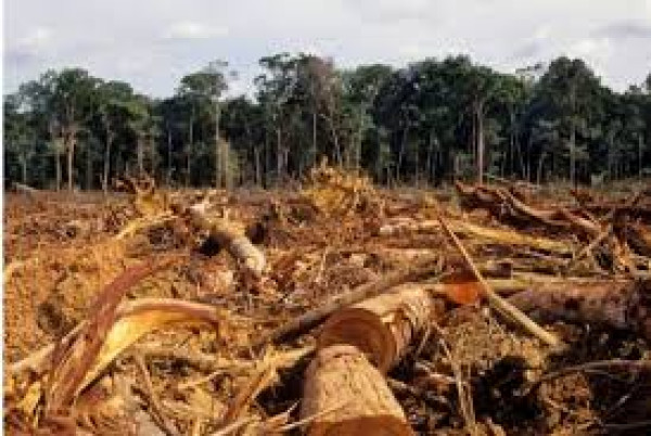 Deforestation in Karbi Anglong