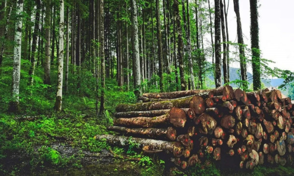 Deforestation in Karbi Anglong