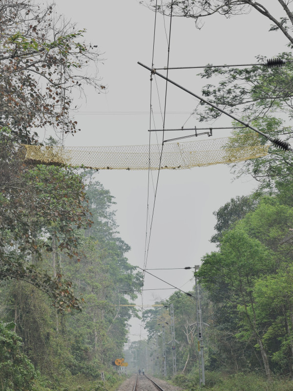Gibbon Railway Crossing Through Canopy Bridge