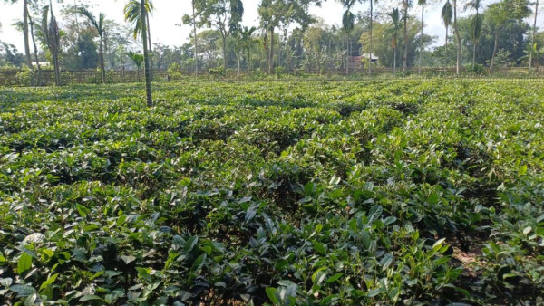 Majuli First Tea Plantation
