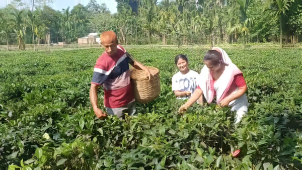 Majuli First Tea Plantation