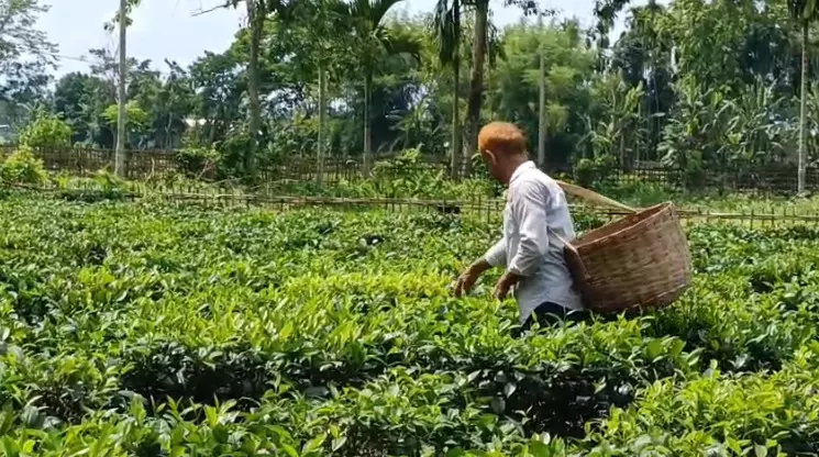 Majuli First Tea Plantation