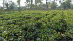 Majuli First Tea Plantation