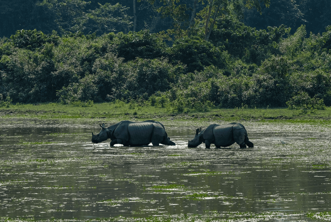 Assam During Monsoon Season