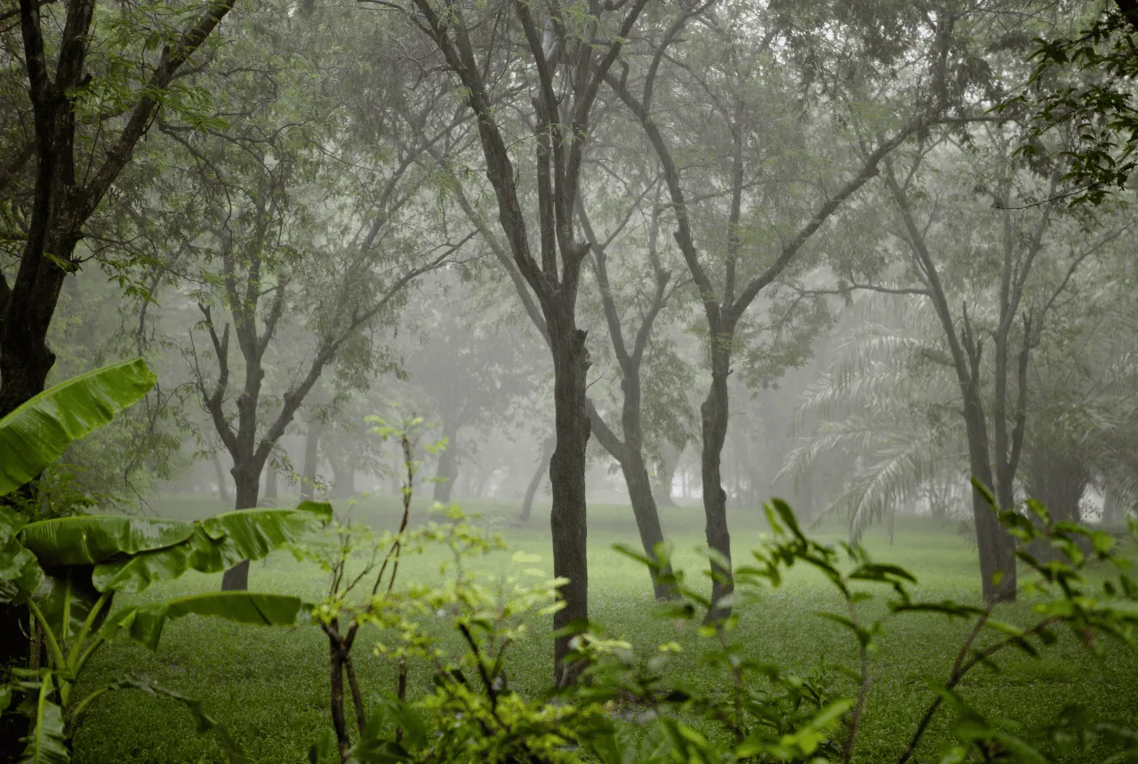 Assam During Monsoon Season