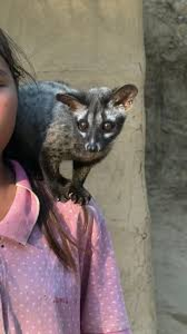 Baby Bhakat: The Inspiring Assam Civet Cub Story That Reached CBSE Classrooms Across India