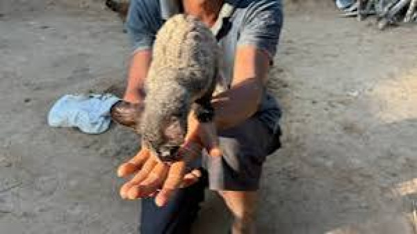 Baby Bhakat: The Inspiring Assam Civet Cub Story That Reached CBSE Classrooms Across India