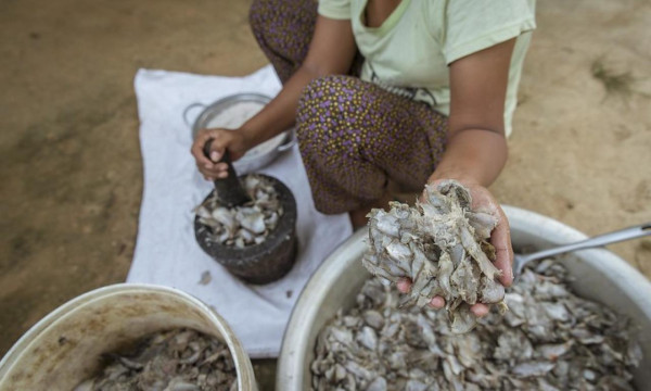 Hukoti: Traditional Fermented Fish of Assam