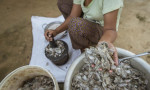 Hukoti: Traditional Fermented Fish of Assam