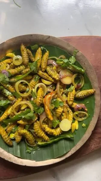 Silkworm Fry