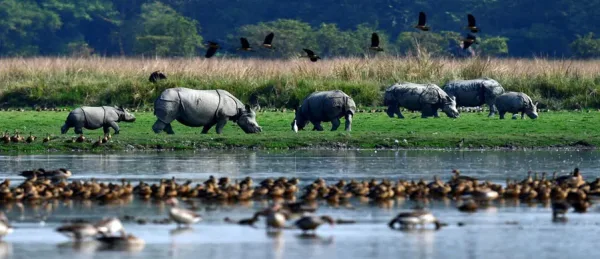 Pobitora Wildlife Sanctuary