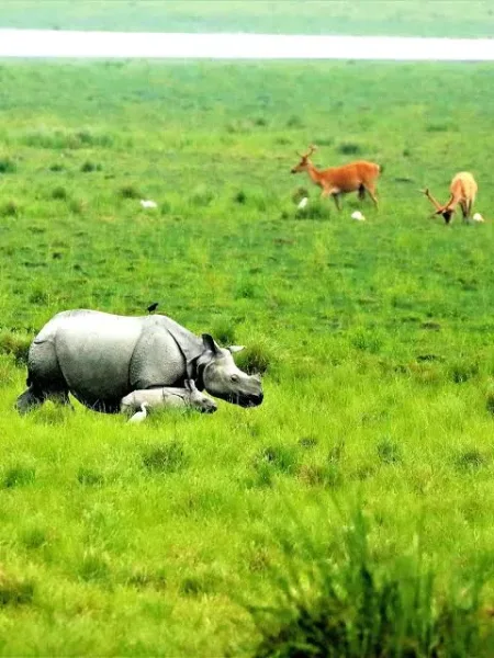 Kaziranga National Park