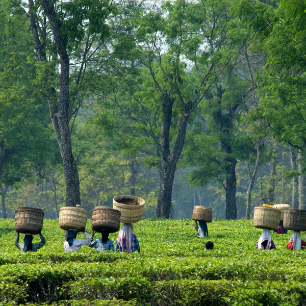 Tea Garden