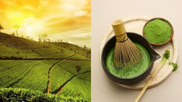 Matcha Tea