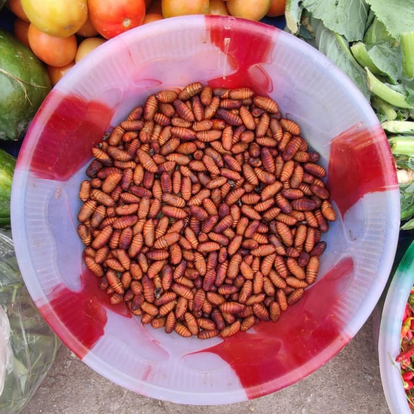 Muga Leta or Silkworm