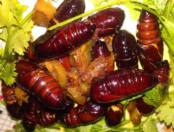 Muga Leta or Silkworm