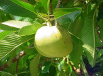Otenga or Elephant apple