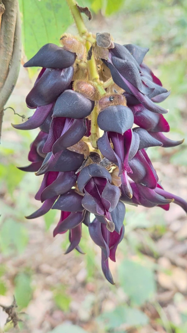 Bandor Kekua or Mucuna pruriens
