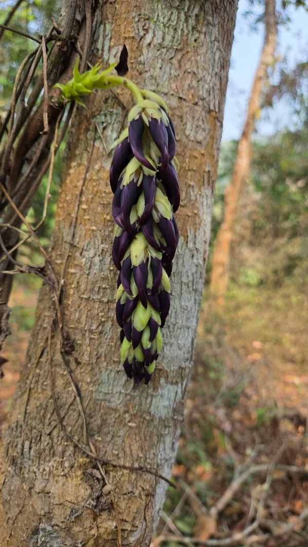 Bandor Kekua or Mucuna pruriens